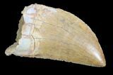 Serrated, Juvenile Carcharodontosaurus Tooth #93200-1